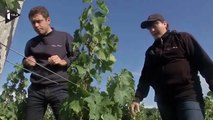 Les drones viennent au secours des vignes