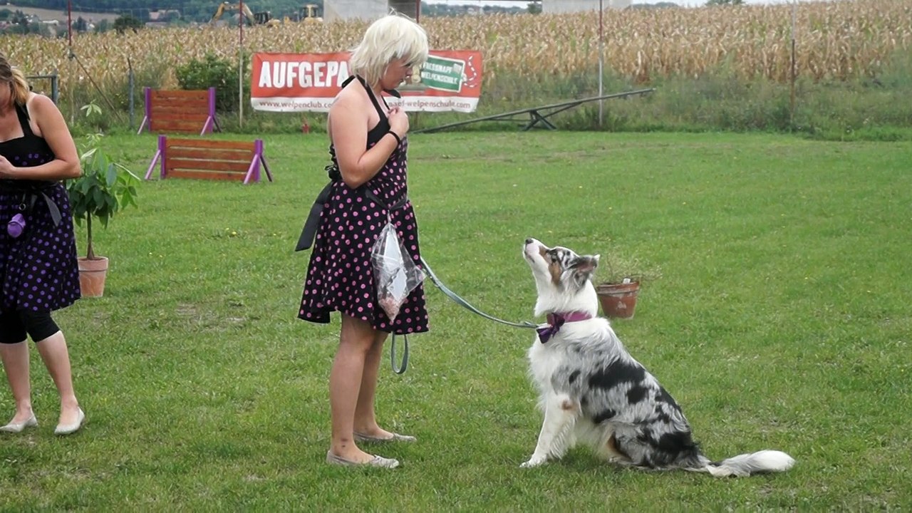 Dog-Trick - Rechenaufgabe