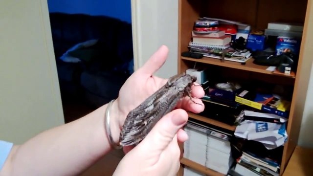 Sûrement le plus gros papillon que vous n'avez jamais vu !