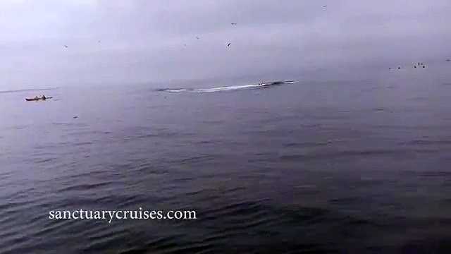Deux kayakistes manquent de se faire écraser par une baleine