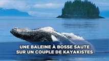 Une baleine à bosse saute sur deux kayakistes