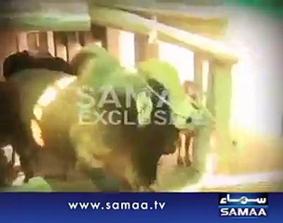 wwe World heavy weight champion cow for eid ul azha 2015