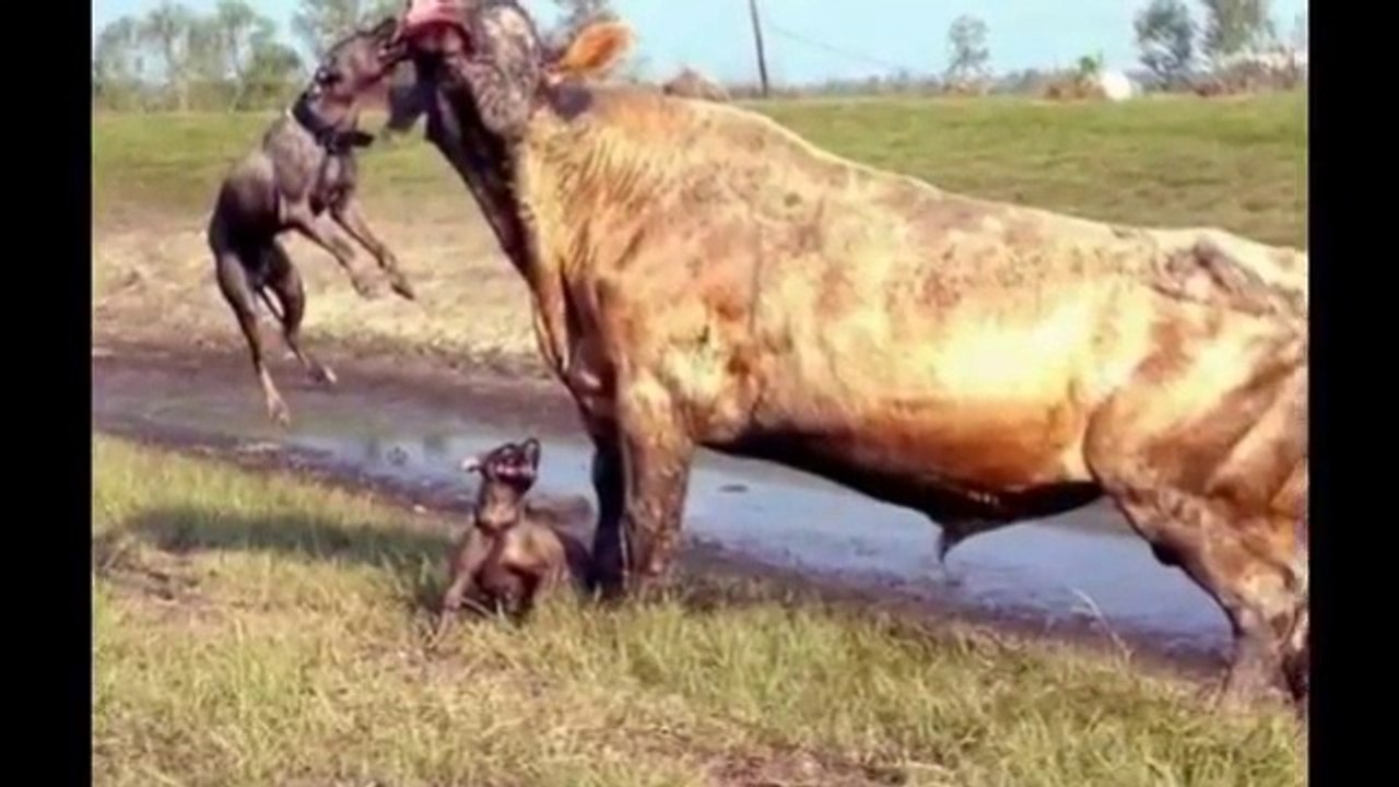 Dog vs Bull Fight, So Sad