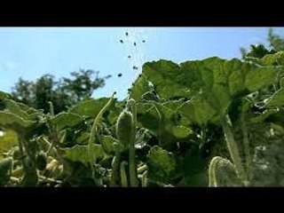 Unbelievable Footage of Exploding Plants - must watch