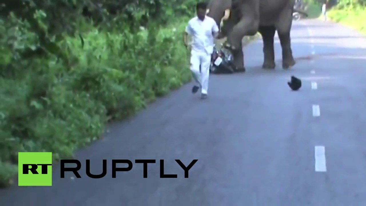 Rampaging elephant disrupts traffic, chases biker in India