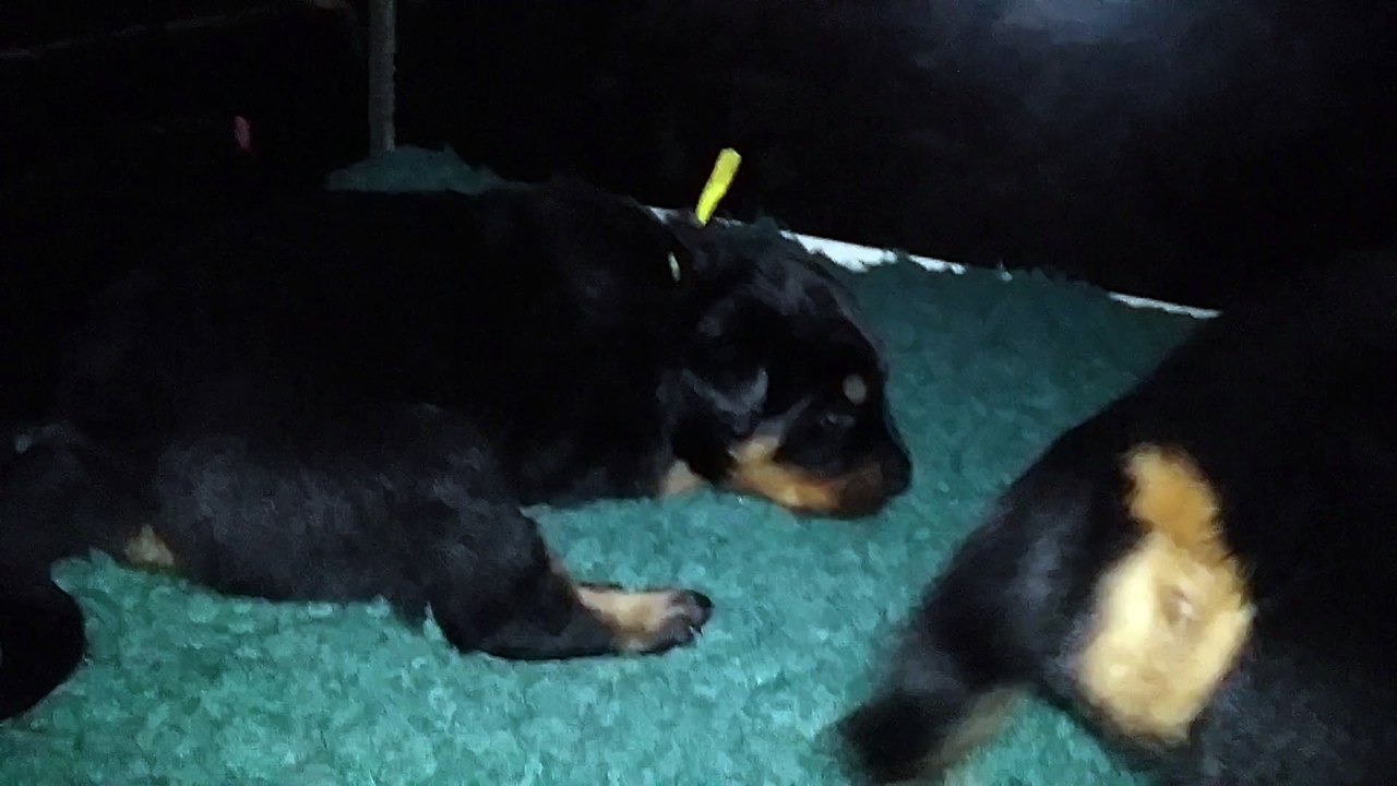 chiots Hanggun & Genesis