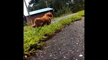 Dog’s reaction to owner collapsing during walkies is hilarious !