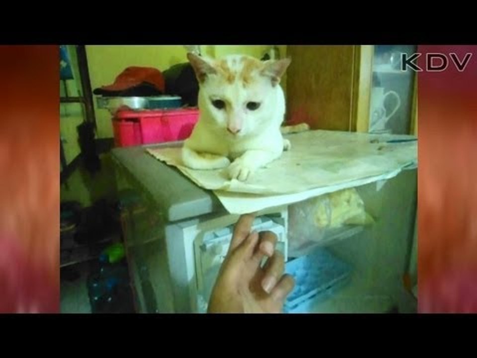 BAD CAT ! (k.s.b)