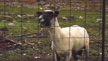 Funny Goats Screaming like Humans