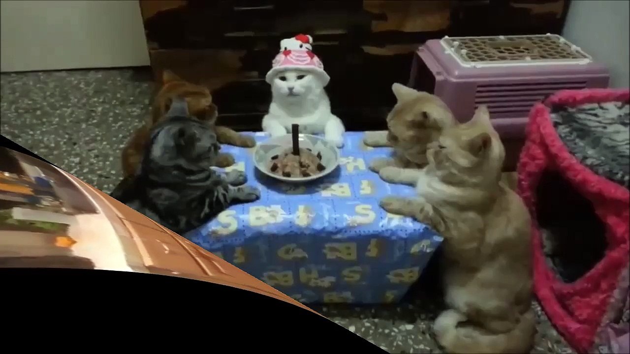 Cats Birthday