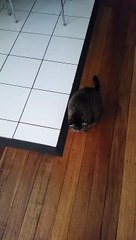 My cat is an asshole