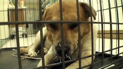 Ce chien s'est fait avoir par le porc-épic