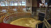 Fièvre catarrhale : les éleveurs bovins de la Nièvre et de Saône-et-Loire ne peuvent plus exporter