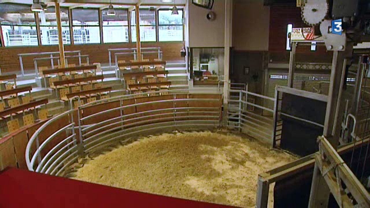 Fièvre catarrhale : les éleveurs bovins de la Nièvre et de Saône-et-Loire ne peuvent plus exporter