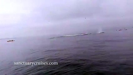 Ils se font surprendre par des baleines lors d'une sortie en kayak