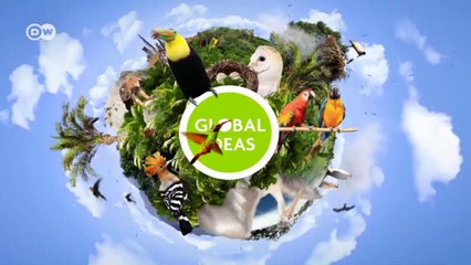 Vultures: Simply Irreplaceable | Environment