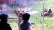 Animals Try To Attack Kids at the zoo - Funny Animals Videos [Full Episode]