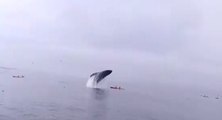 Une baleine plonge à quelques centimètres de kayakistes