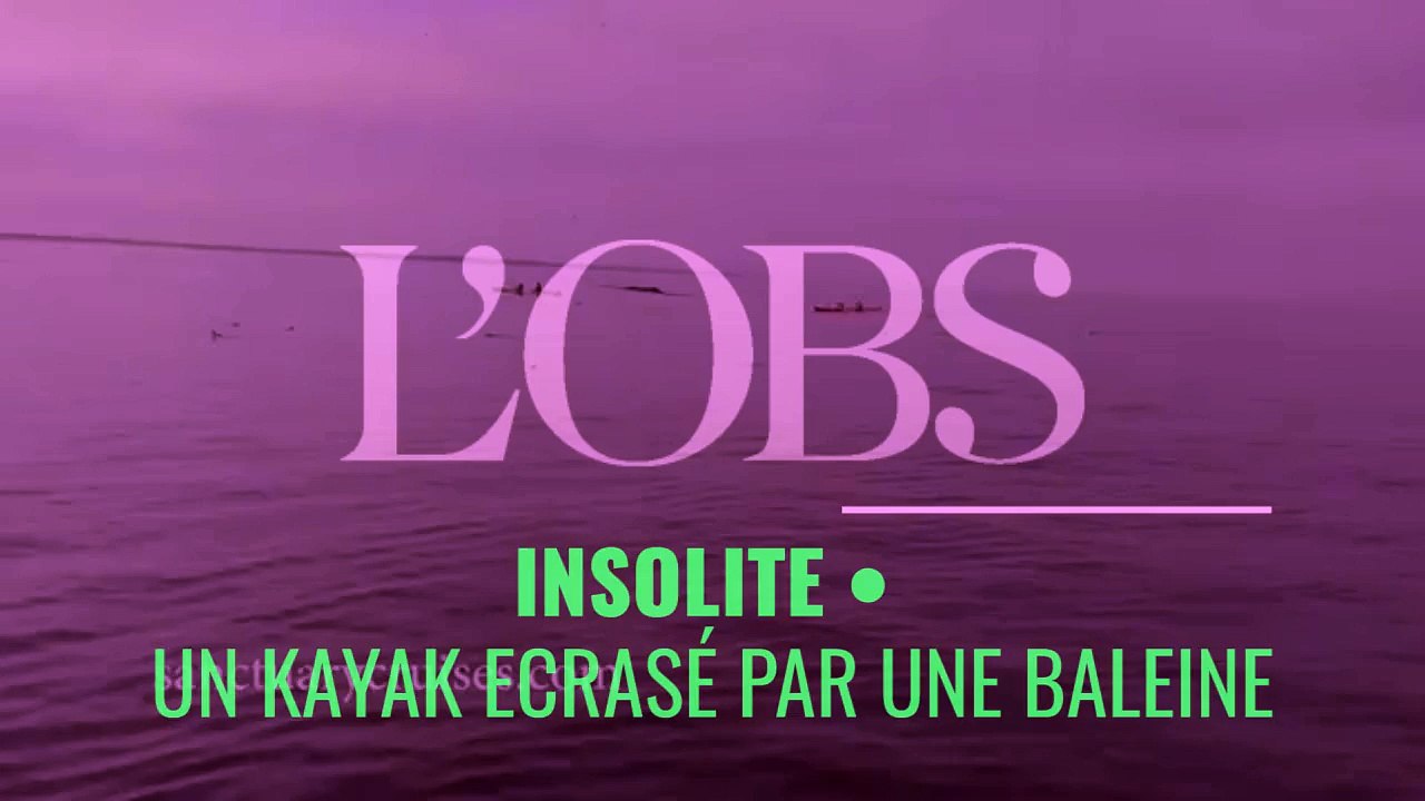 Une baleine à bosse saute sur un kayak