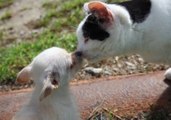 Little Farm Dog Wants to Make Friends With Cat