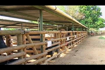 12 Septiembre 2015 Ganasal Ganadería La Estancia.