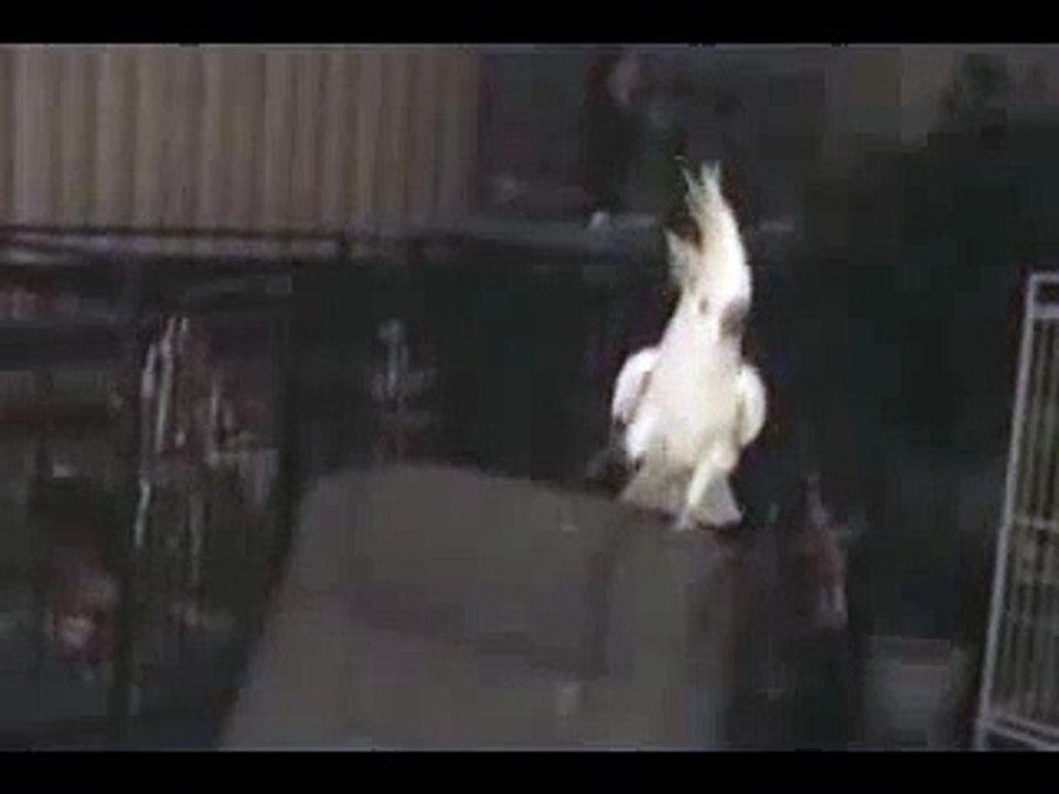 Rapping Parrot