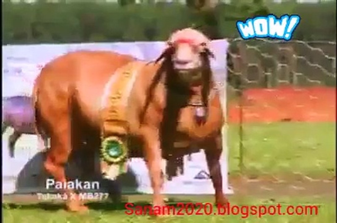 پاکستانی بکرے نے دنیا میں دھوم مچا دی گاۓ سے بھی وزنی اور بڑا
