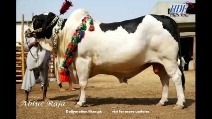 Qurbani Bull heavey Cattle Farm 2015