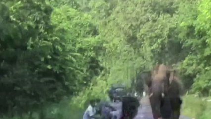 思わず腰が抜ける？バイクに乗っていたらゾウが駆け寄ってきて…