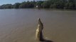 Un crocodile fait un saut incroyable hors de l'eau