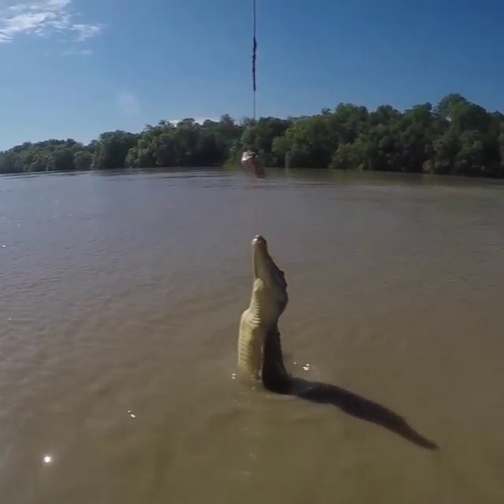 Un crocodile fait un saut incroyable hors de l'eau