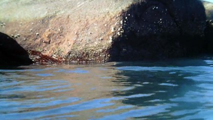 Passeio em familia nos mares,  Stand Up Paddle, SUP, reciclado, Ubatuba, SP, Brasil, Praia da Enseada