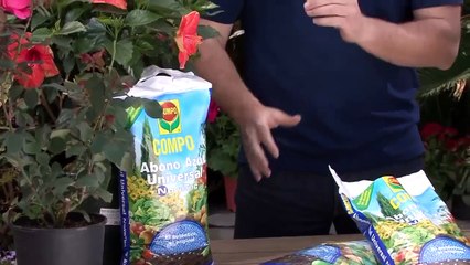 Cómo Cuidar las Plantas Ornamentales