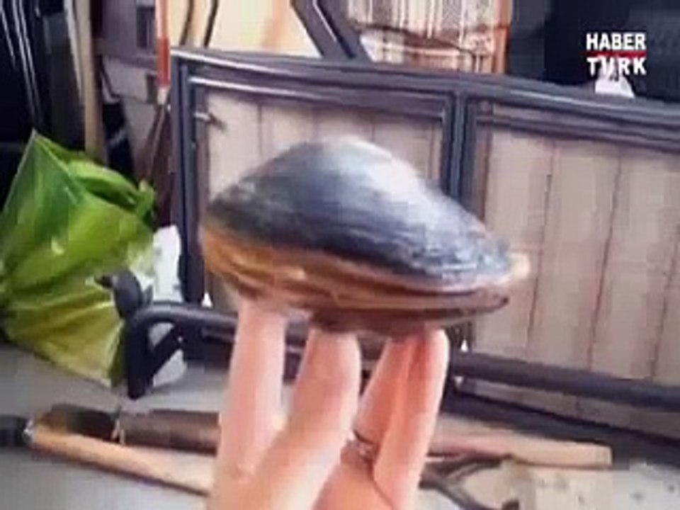 Gözlerinize inanamayacaksnz   Bu istiridye tuz yalyor