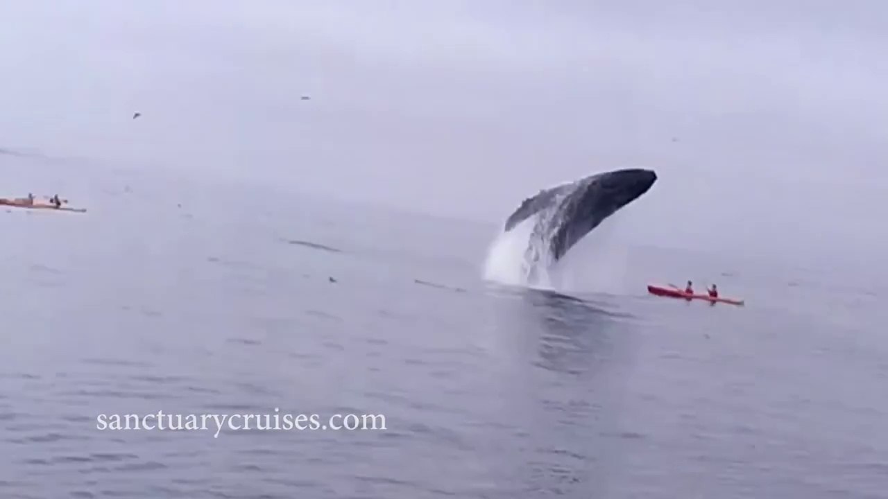 Californie : une baleine renverse des touristes en kayak