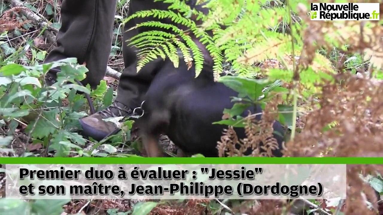 VIDEO.  Sur les traces des chiens de sang à Bommiers (Indre)