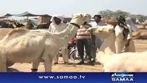 Pakistan white camels Beauty, Eid Qurbani 2015
