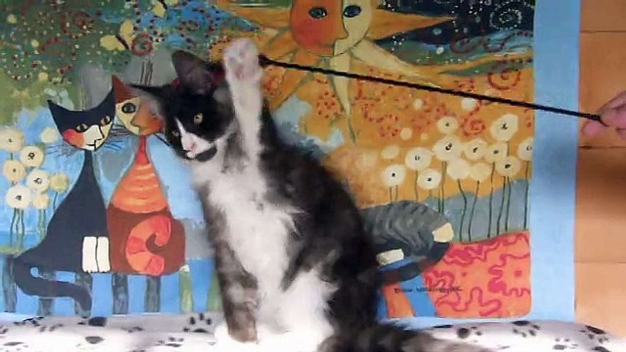 14-9-15 Léonidas Vidéo