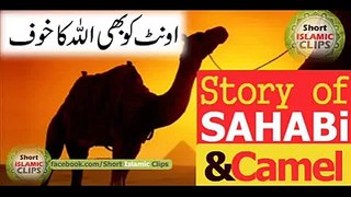 Sahabi-ka-waqia-Camel-mai-bhi