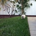A Pup Running In Slow Motion | So Cute | Awlla Inc.