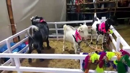 Most Beautiful Qurbani of the year