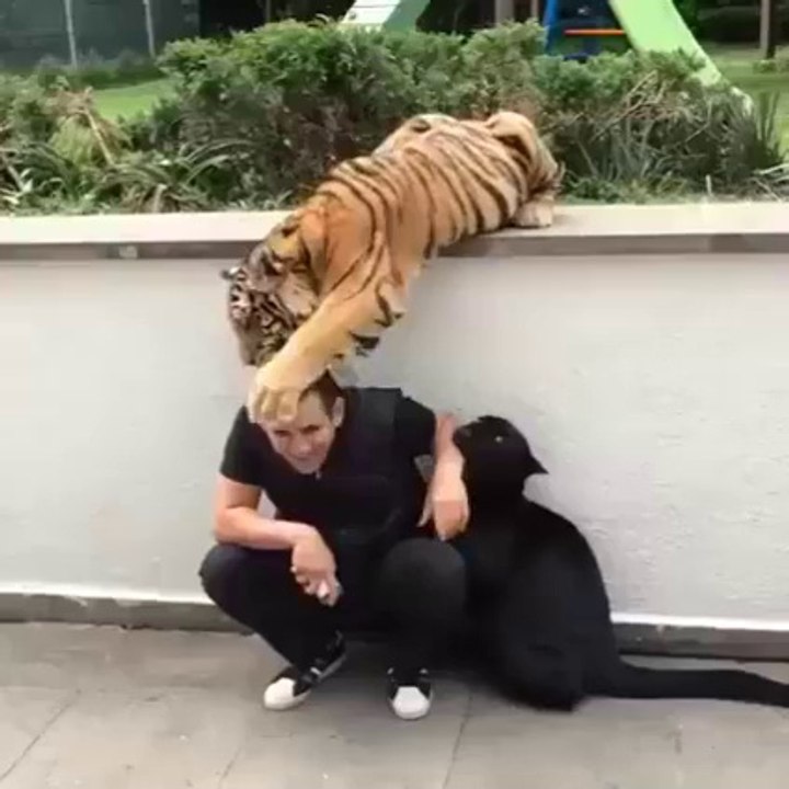 Man VS Wild Animals