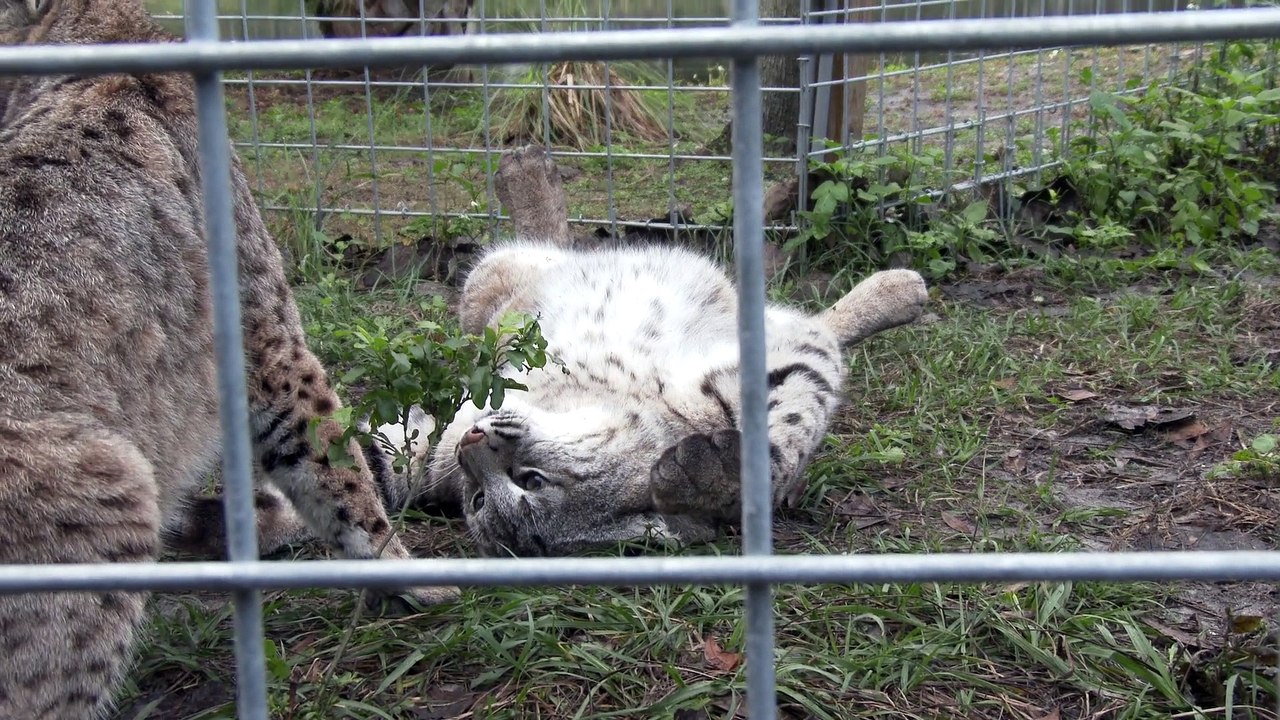 Max Bobcat Gets Stitched Up