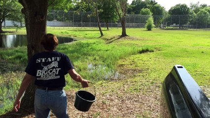 Our First Cougar Vacation: What Went Wrong?