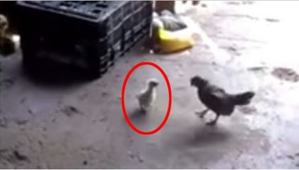 This Chick Is More Alpha Than You Will Ever Be