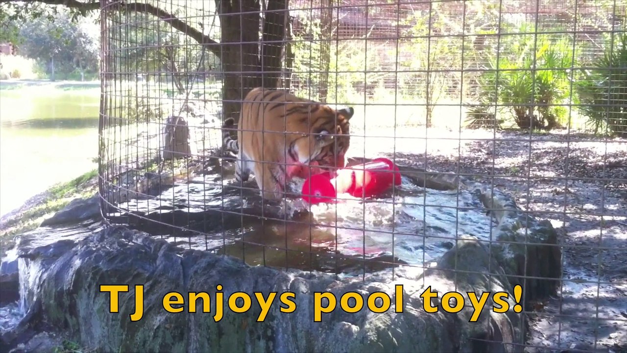 TJ The Water Tiger