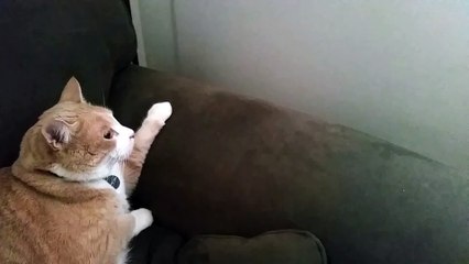 Cat hiding from a cat