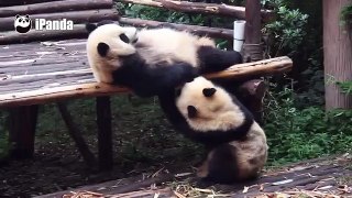 Smart Panda Knows When to Seize A Chance of Winning