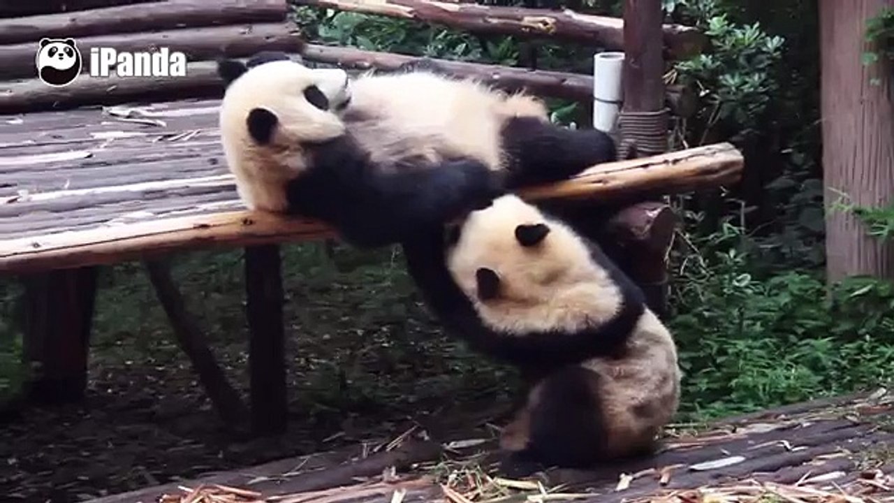 Smart Panda Knows When to Seize A Chance of Win...