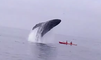Humpback Whale Breaches on Monterey Bay Kayakers